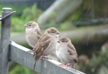 No incentive for older birds to make new friends