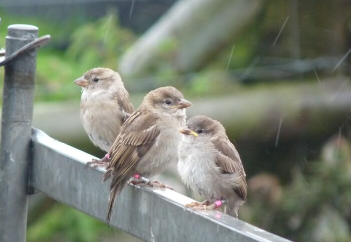 Three sparrows on a fence