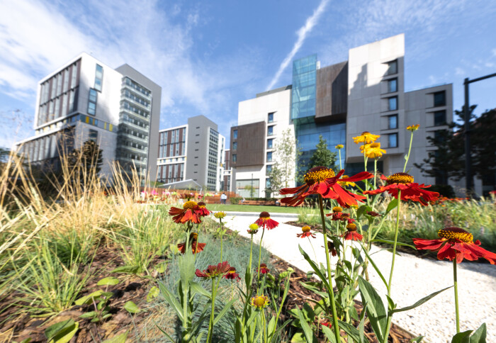 Flowers in the foreground of buildings