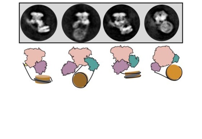 Cryogenic electron microscopy images showing SWR1 flipping the nucleosome (top), and a cartoon representation of the same process (bottom).