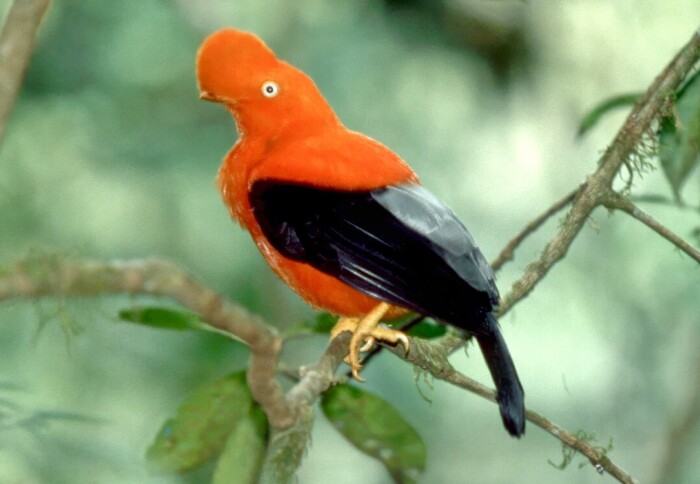 Andean Cock-of-the-rock, Manu National Park, Peru