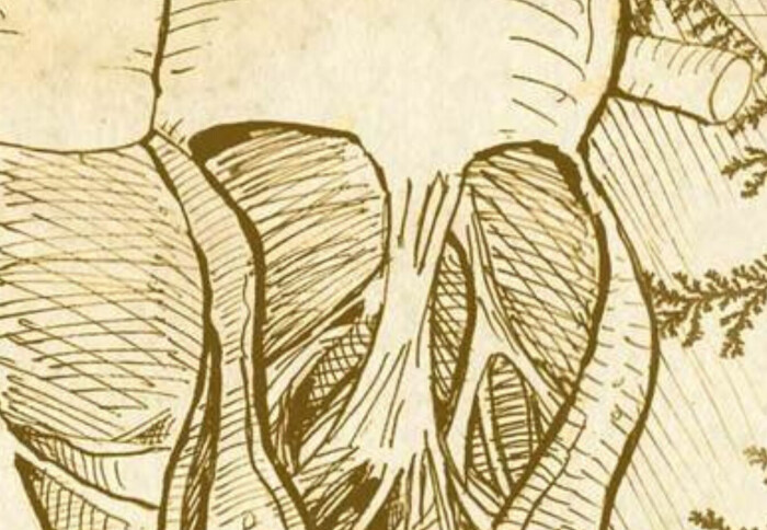 Drawing of heart muscle fibres, called trabeculae, by Leonardo Da Vinci