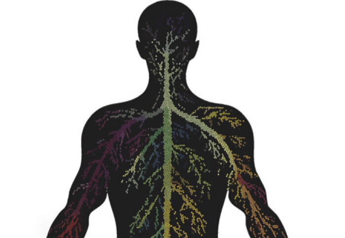 Blood vessel cell mapping in a human body