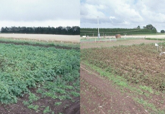 Potato blight