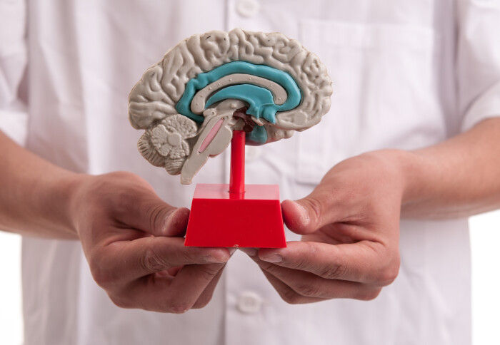 A person wearing a lab coat holds up a cross sectional model of the human brain