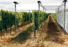 Innovating for the UK Wine industry with NIAB and Imperial