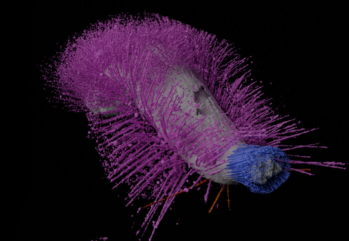 Image showing a detailed 3D model of Emo, reconstructed as a digital virtual fossil.