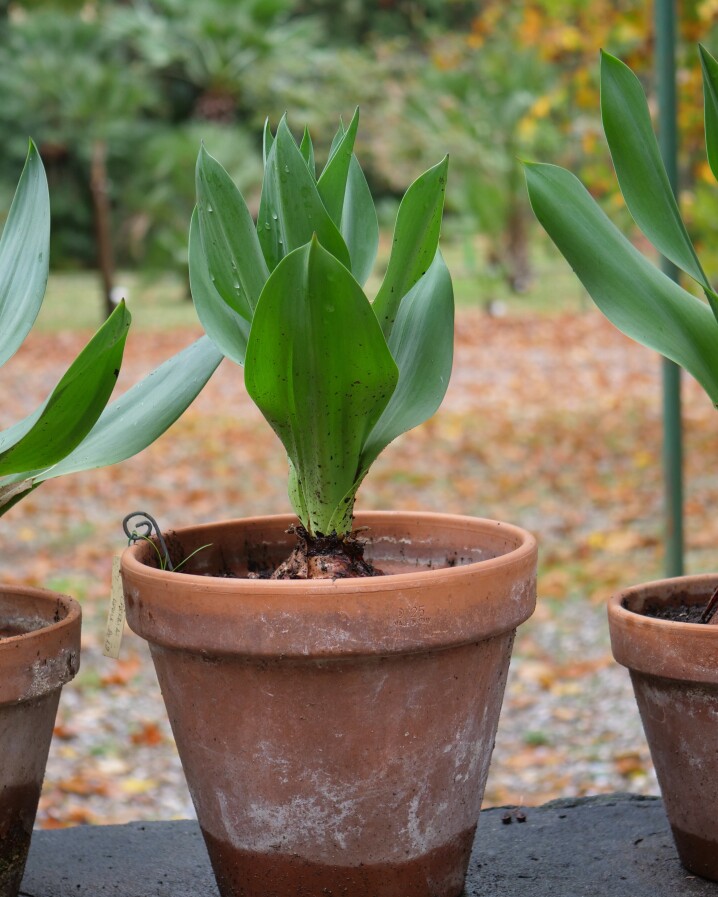 Three pots with a bulb with green leaves