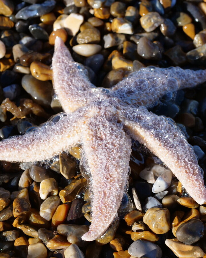 Starfish on pebbles