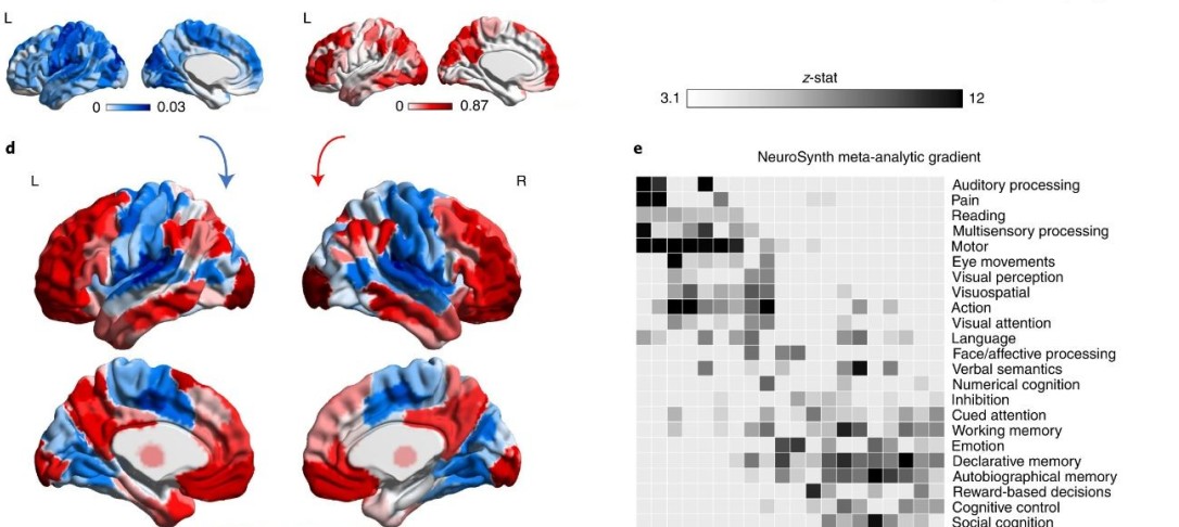 Brains and Information