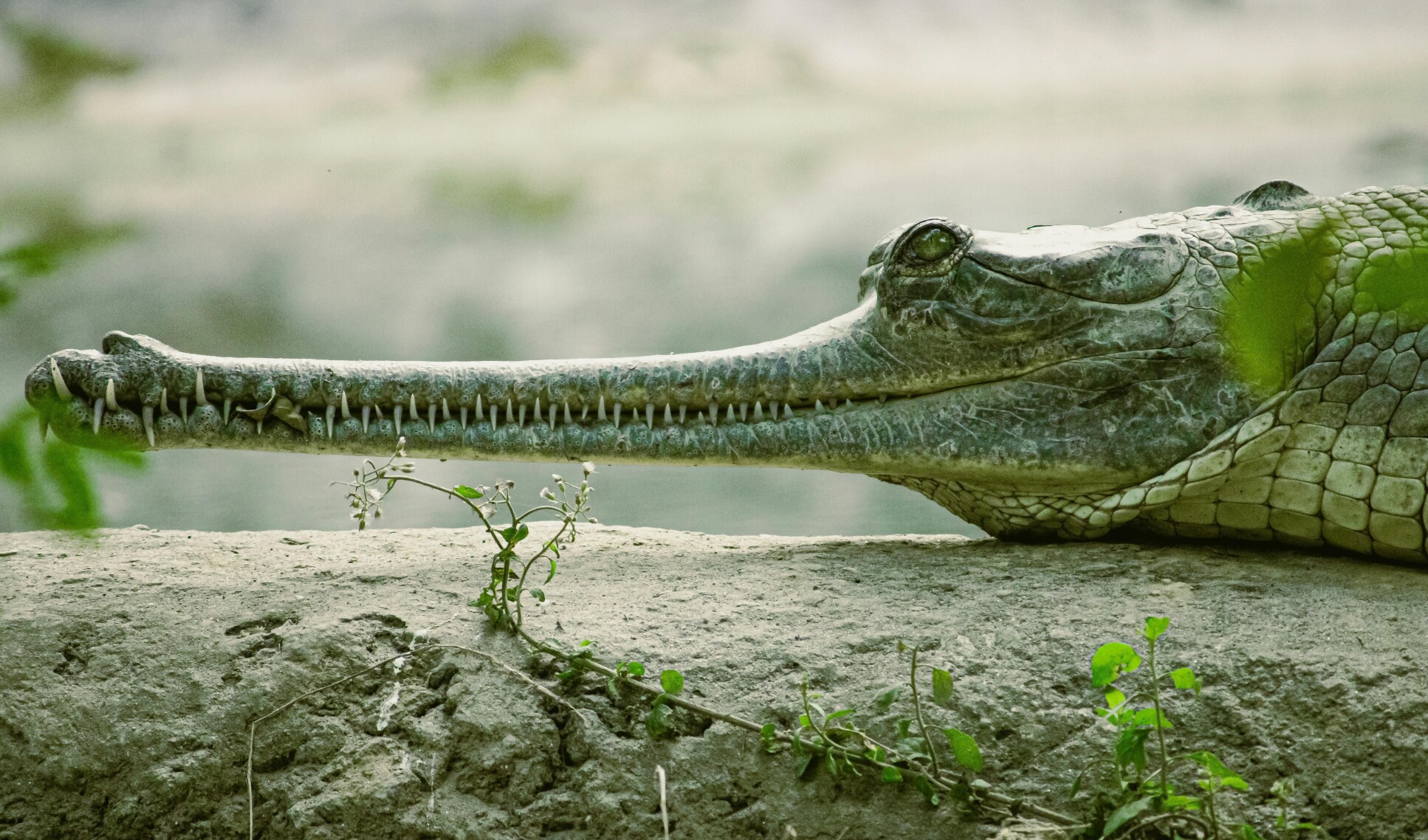 The gharial is a long-snouted and critically endangered crocodile found in the Indian subcontinent