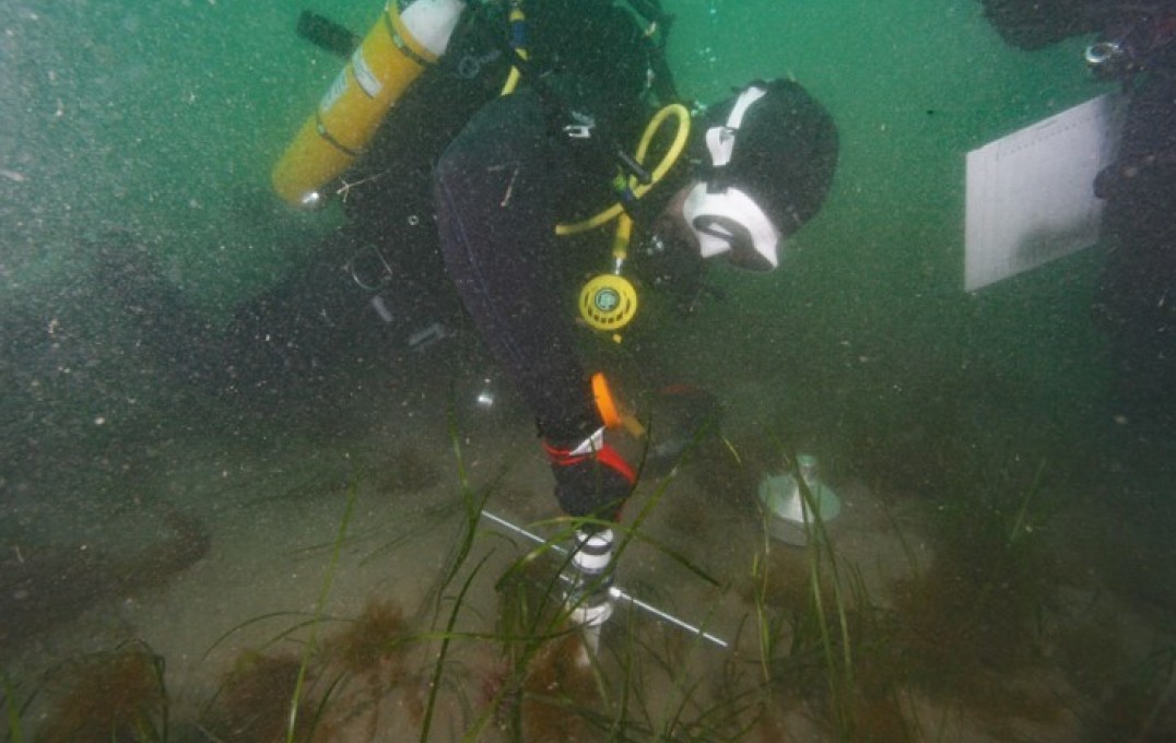 A diver working for the Blue Meadows Project.