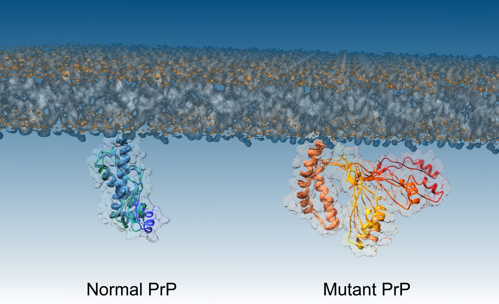 Image showing the clear structural differences between misfolded and healthy proteins