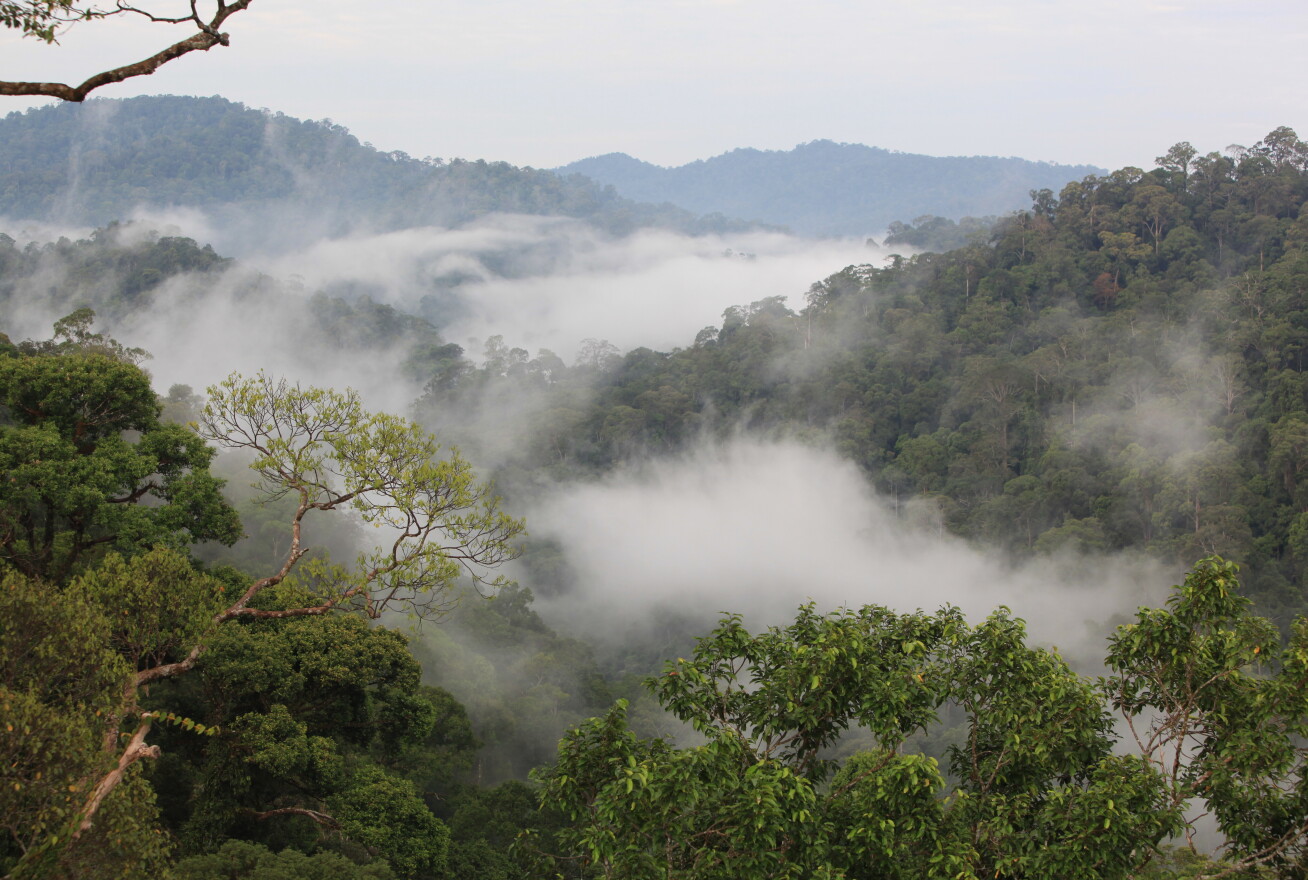 A view over a cloudy rainforest