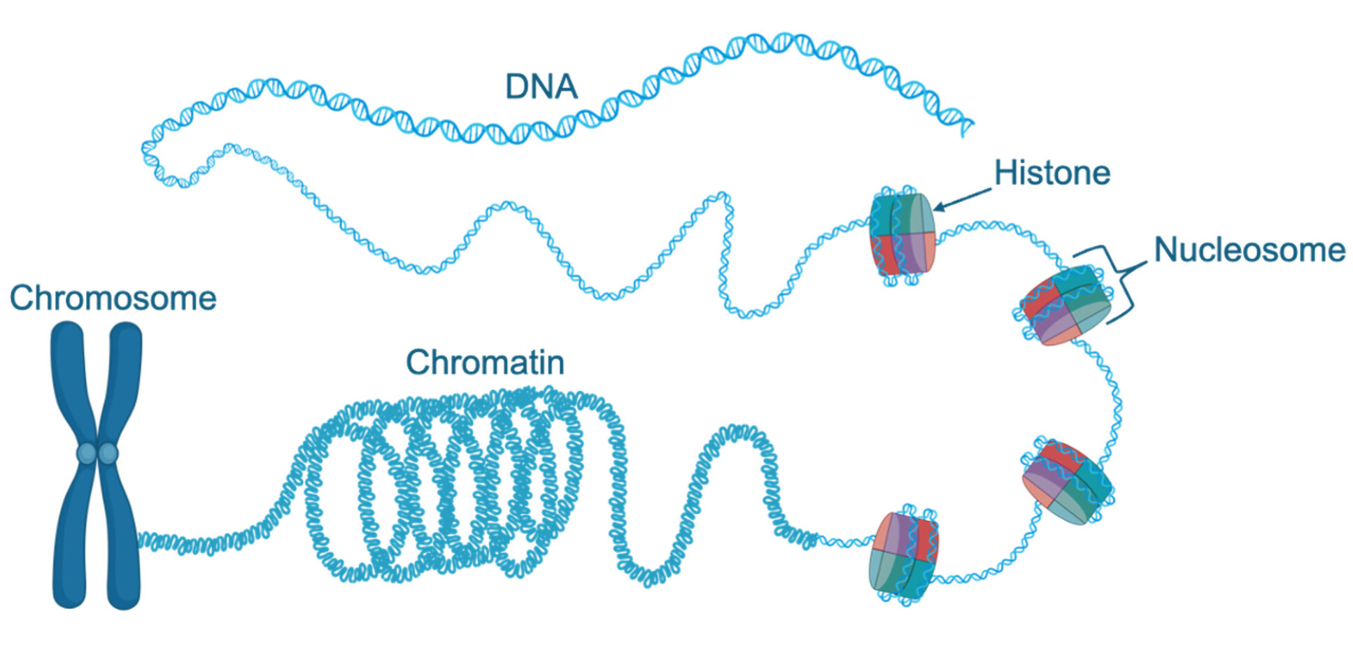 Double helix DNA wraps tightly around eight histone subunits to form nucleosomes, which can condense DNA into a structure called chromatin. This can be further condensed into a chromosome. Figure created in BioRender.com. 