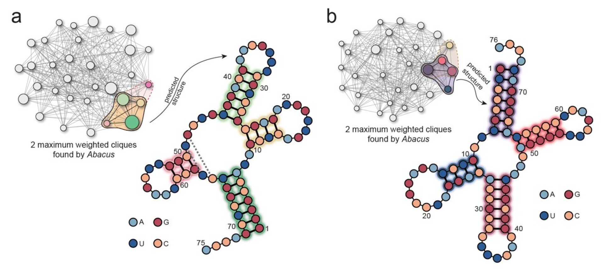 RNA folding prediction structures