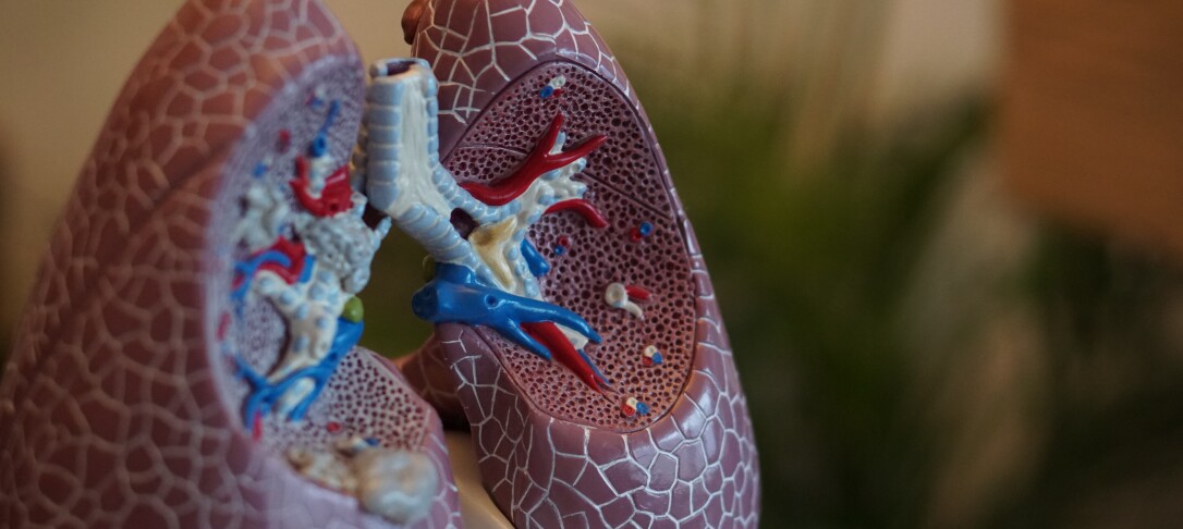 Lung model