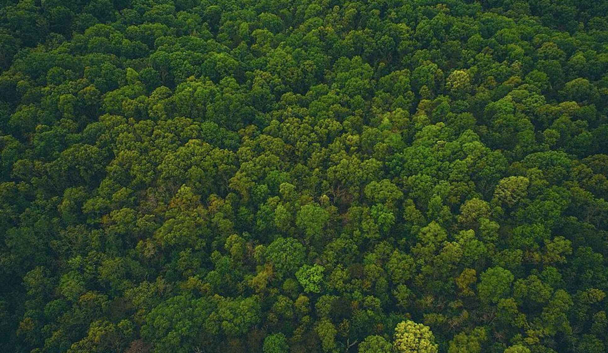 Forest cover (birds eye view)