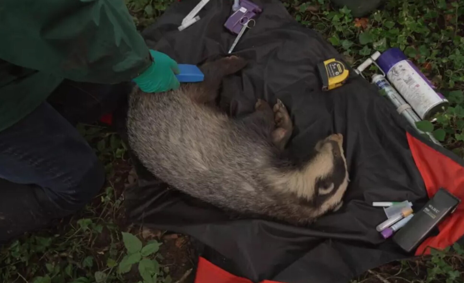 Top view of a badger laid on its side with equipment around