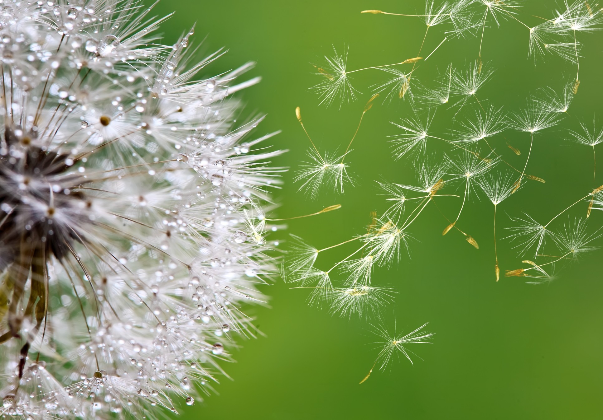 Engineers uncover secret thinking behind dandelions seed