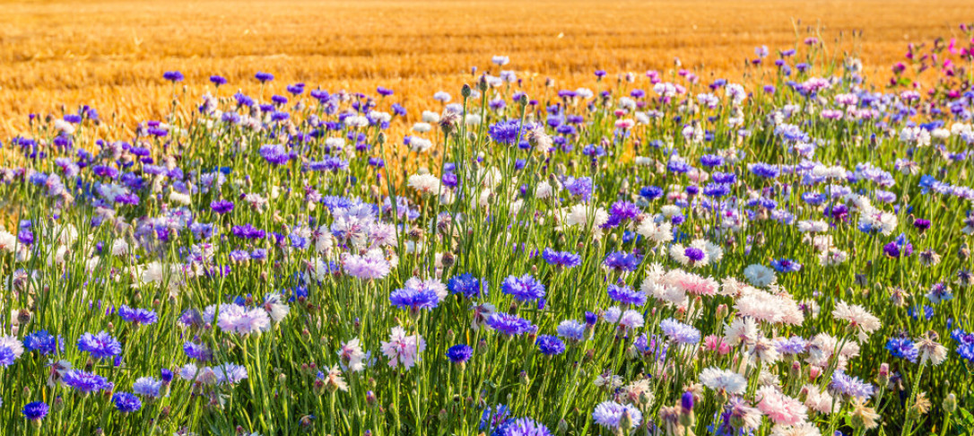 Wildflowers