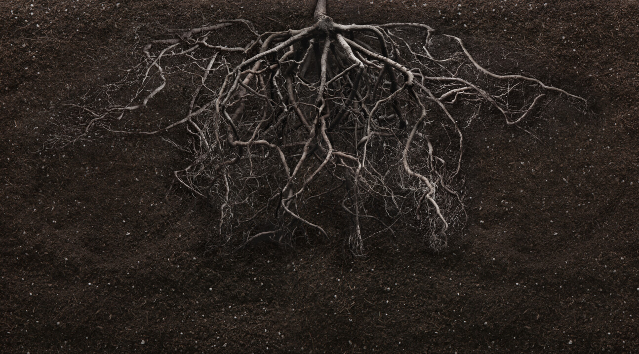 Roots under soil