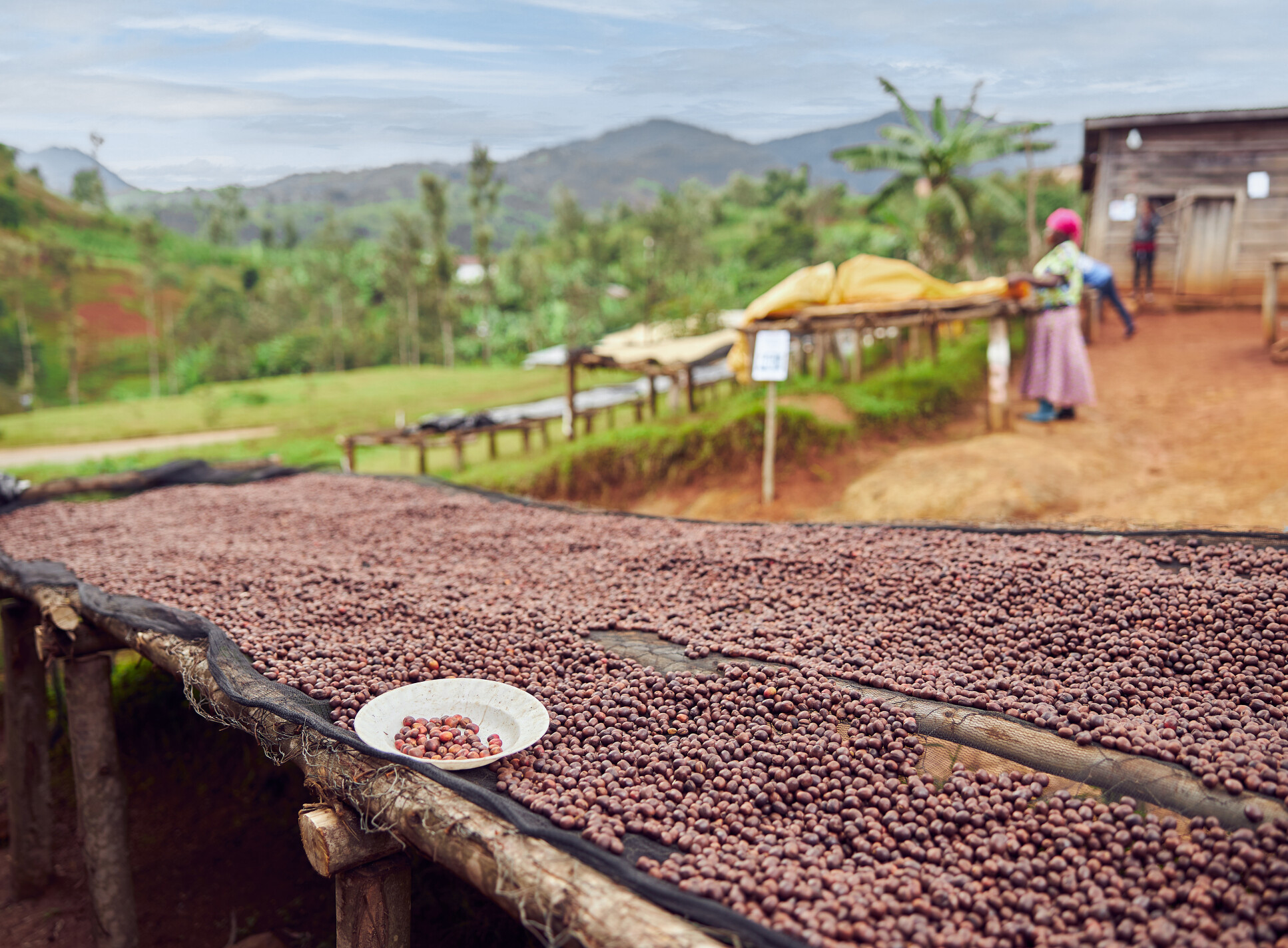 Workers picking out fresh coffee beans at washing station.