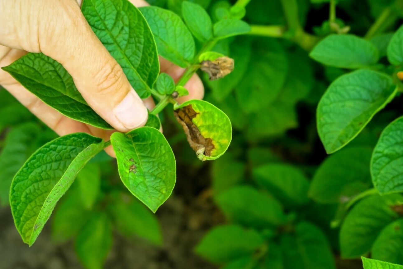 Hand holding out a leaf from a plant with a browned and withered patch