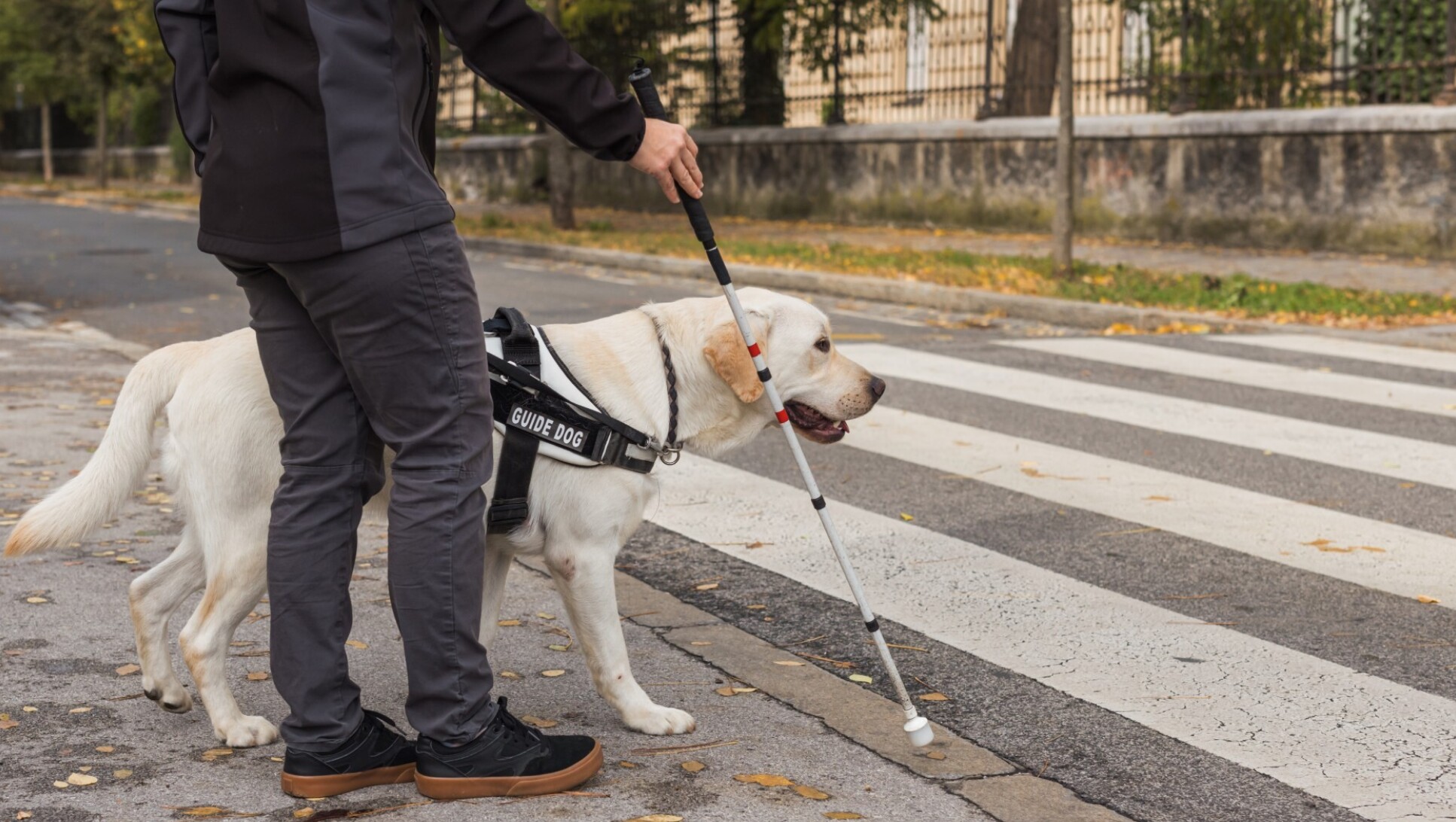 A guide dog helping a person with visual impairment walk across a road.