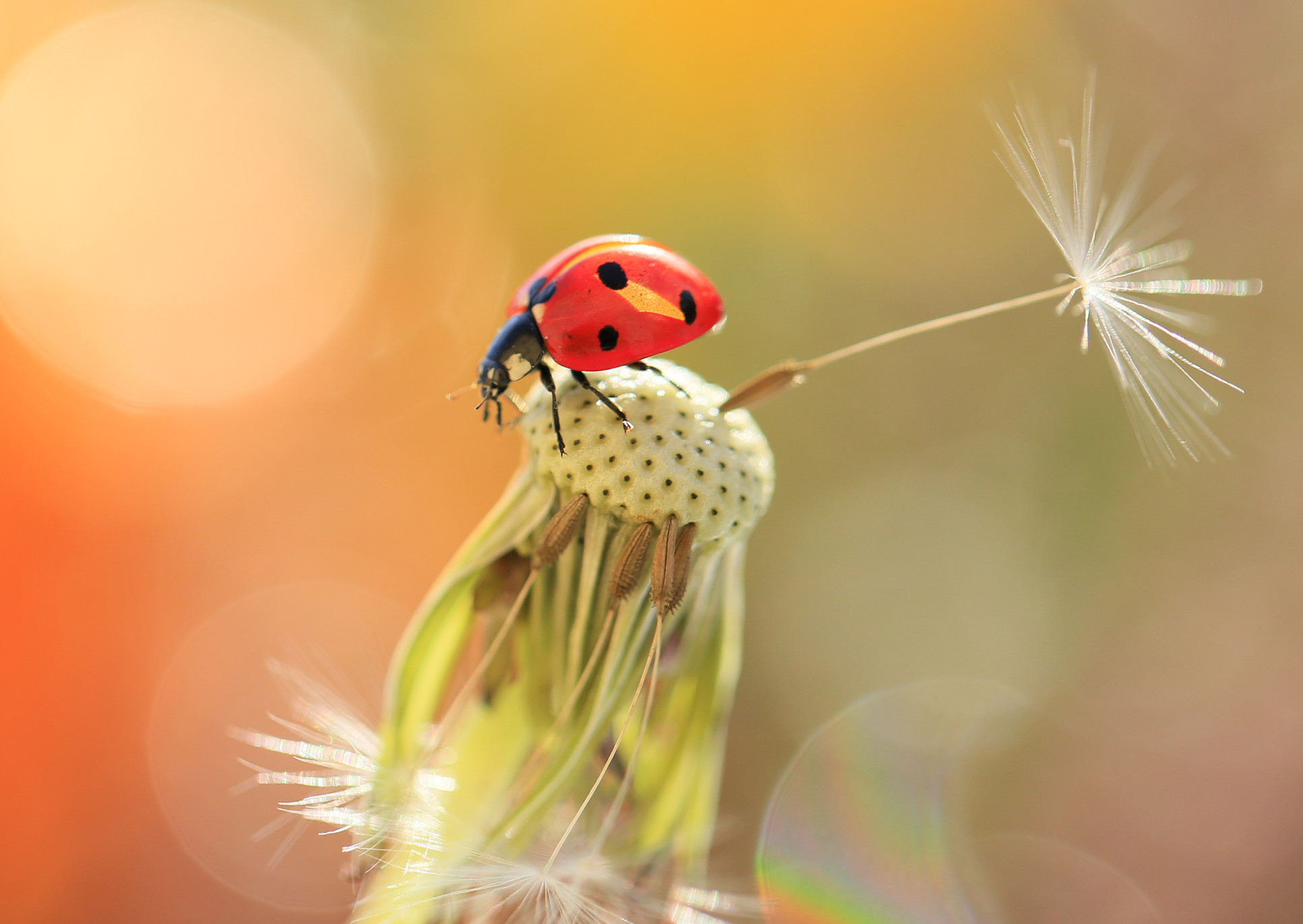 Engineers uncover secret thinking behind dandelions seed