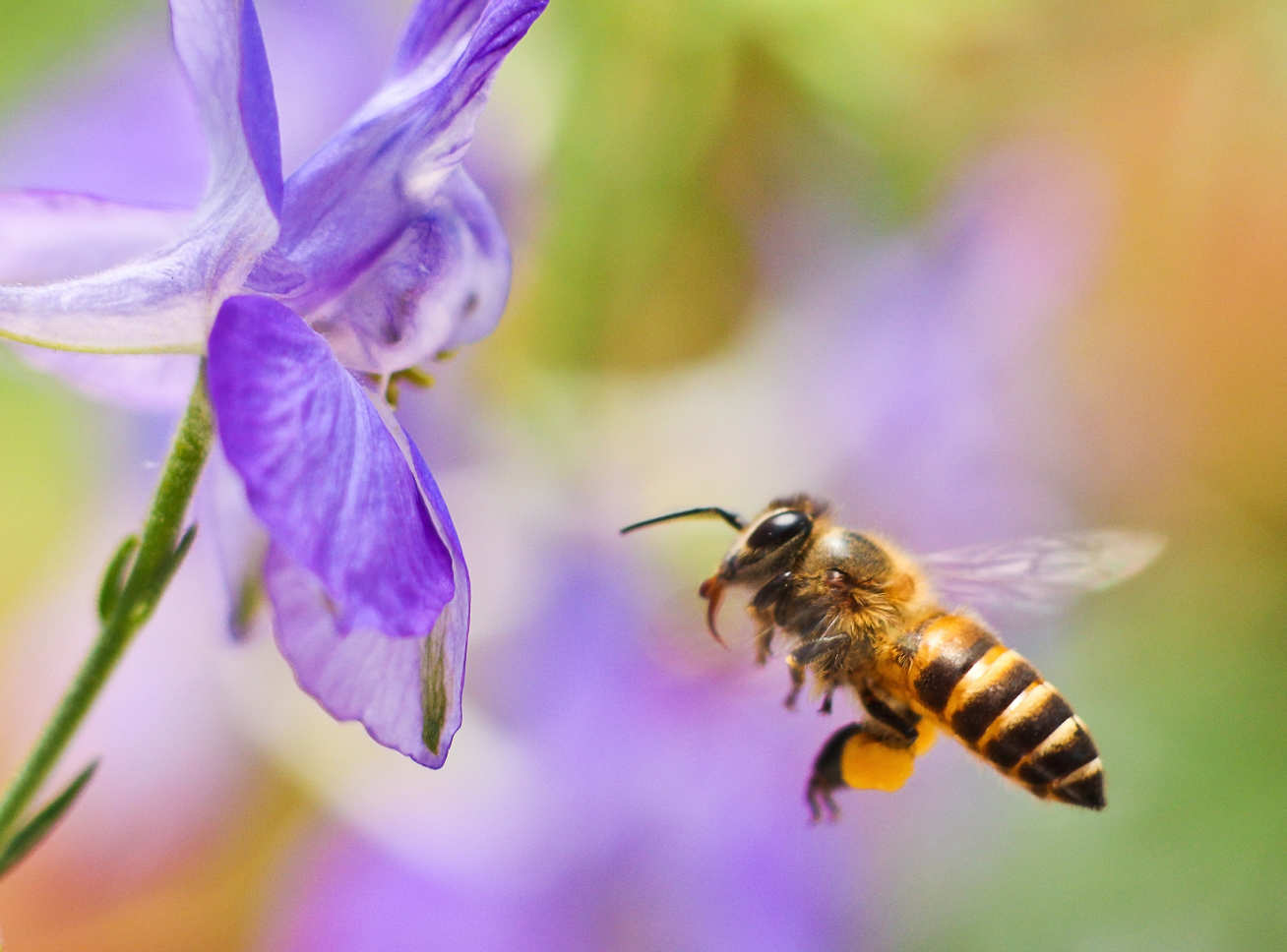Photo of a bee about to land on a purple flower