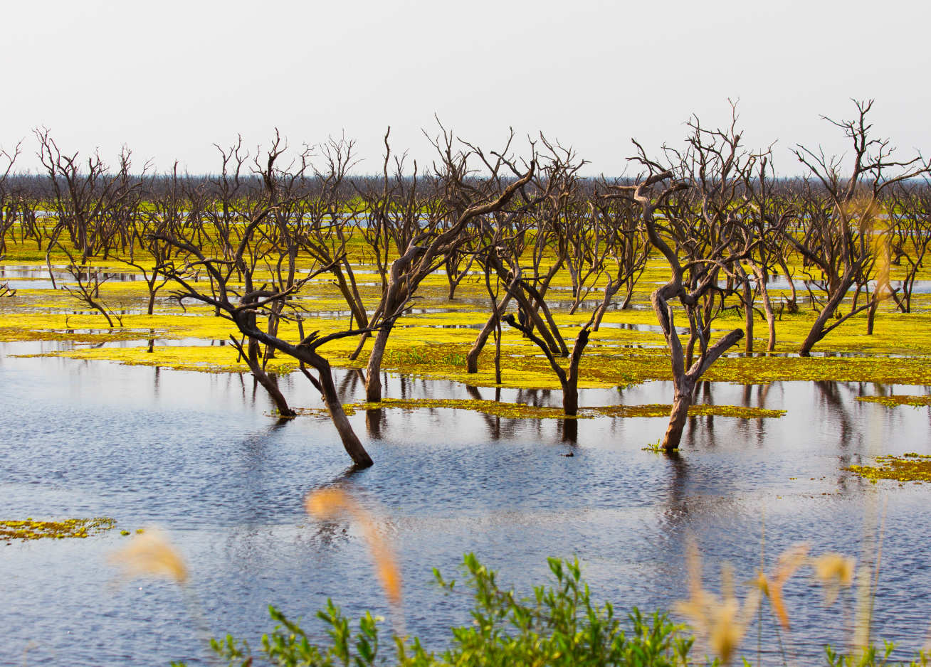 Photo of wetland