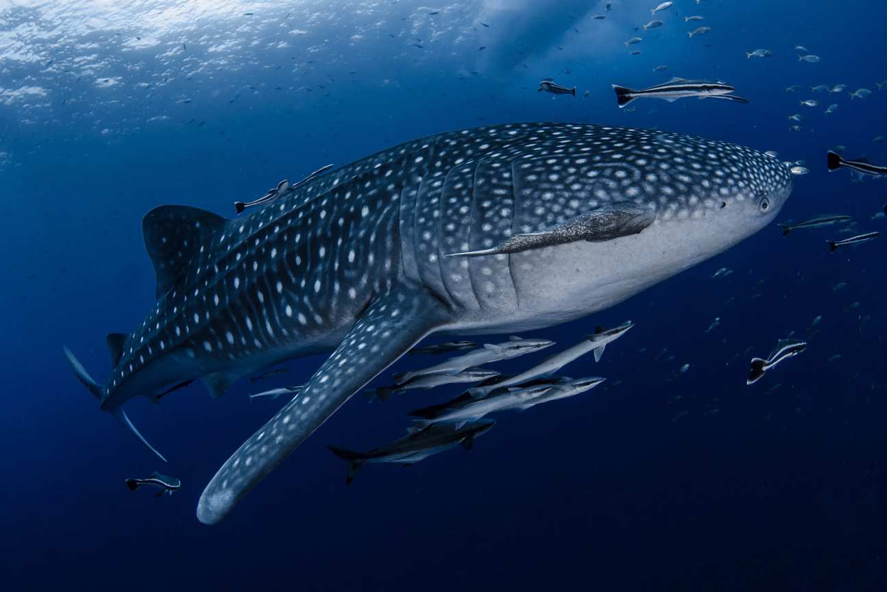 Baby Whale Shark with Remora at Koh Tao Thailand