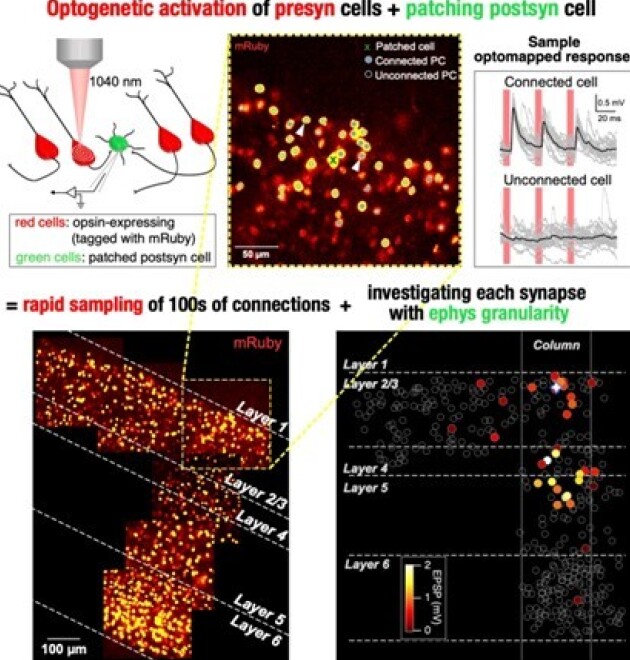 research image of neurons