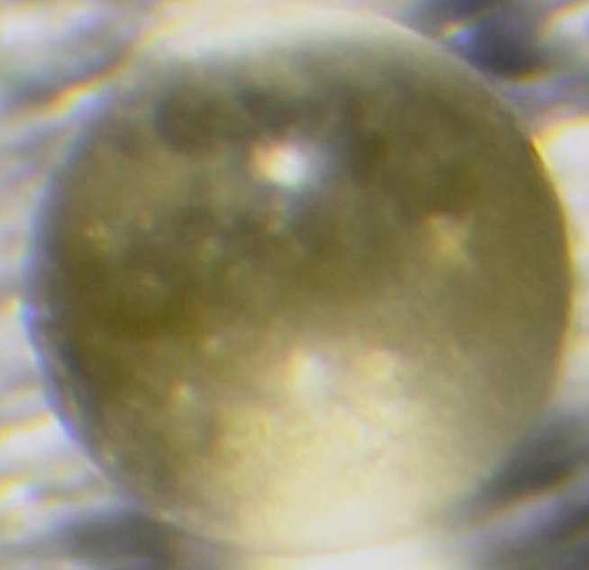 Photo of a microtektite from Larkman Nunatak, Antarctica. It is the width of a human hair.