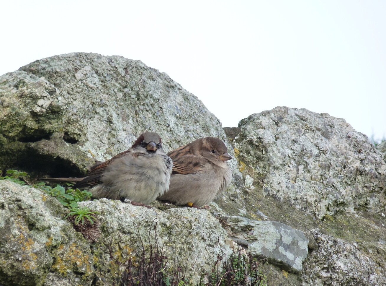 A male and female sparrow sitting together on a rock