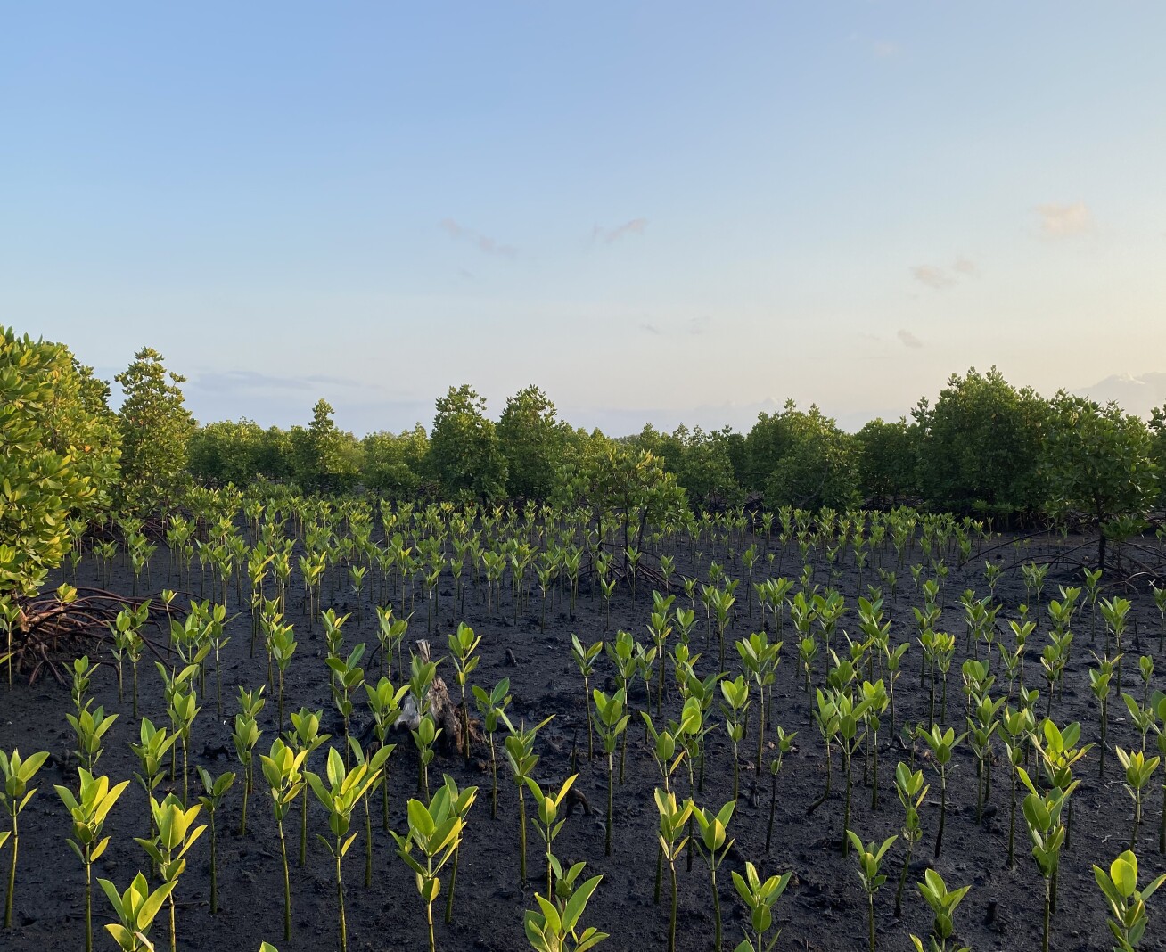 Bright green seedlings on a muddy plain