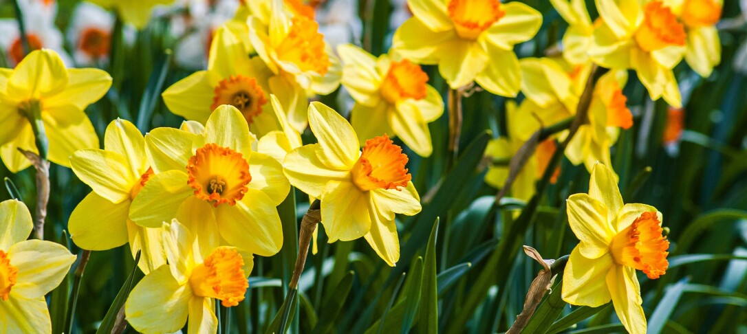 Daffodils in bloom