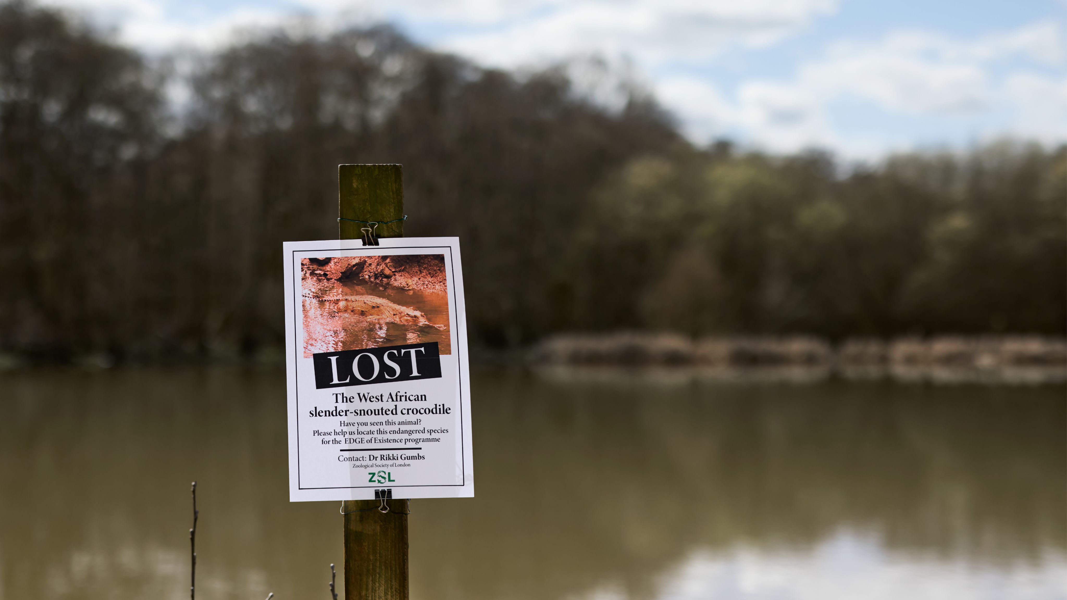 A sign in front of a lake, looking for a missing crocodile, which is at risk of extinction