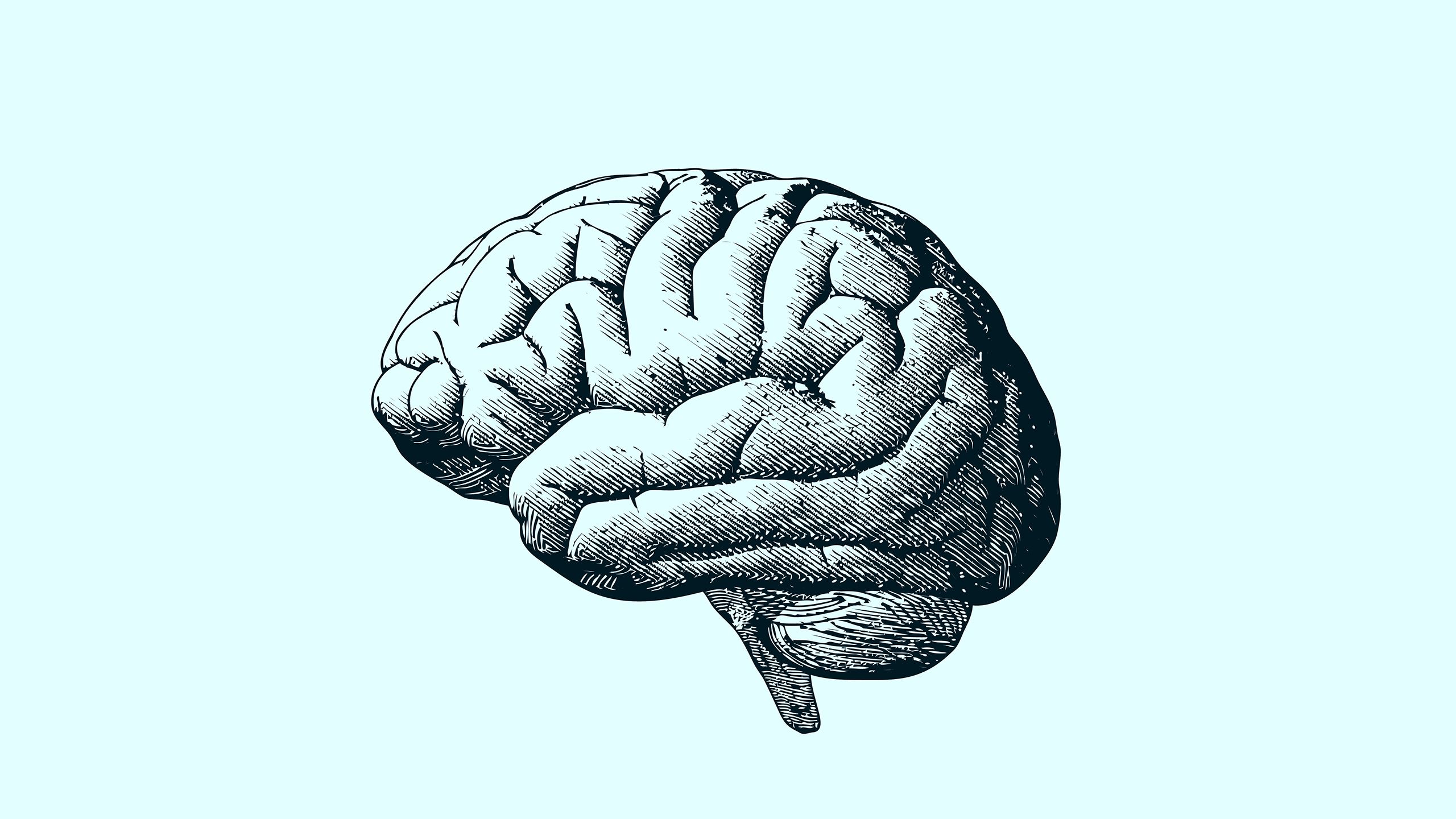 Drawing of human brain