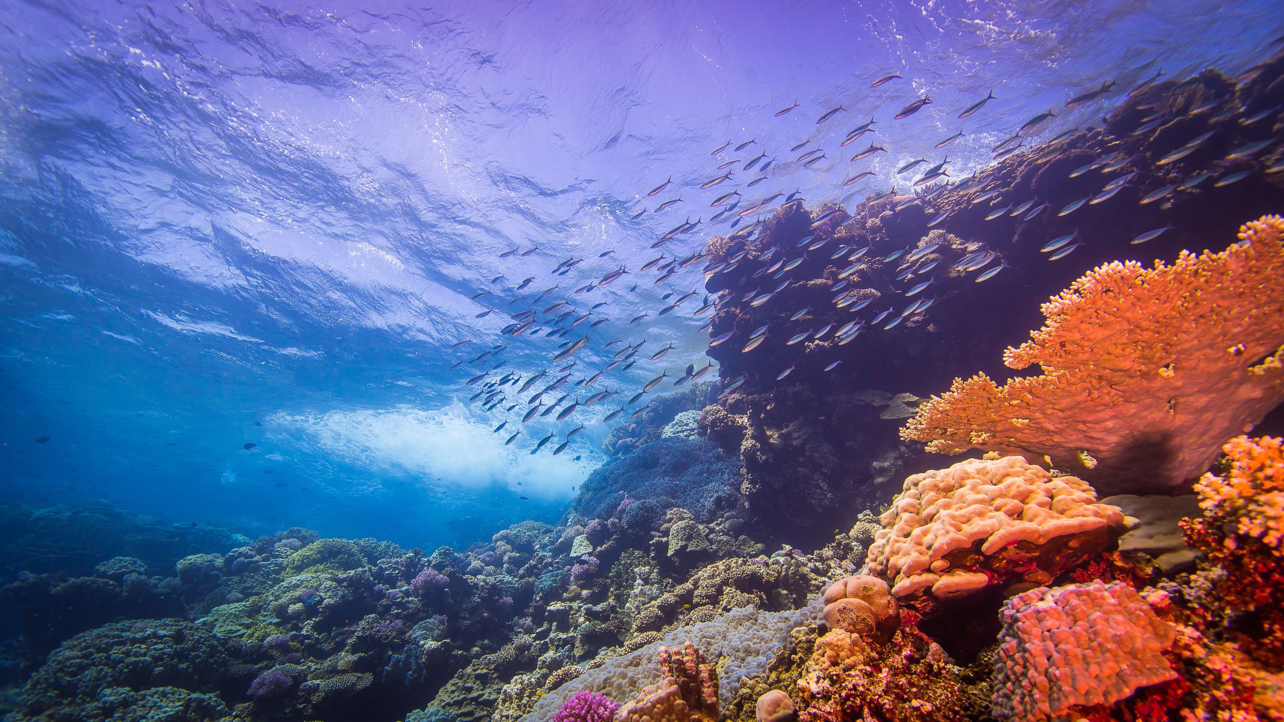 Underwater photograph of an aquatic ecosystem, with multicoloured coral, hundreds of fish and the blue of the ocean in the background.