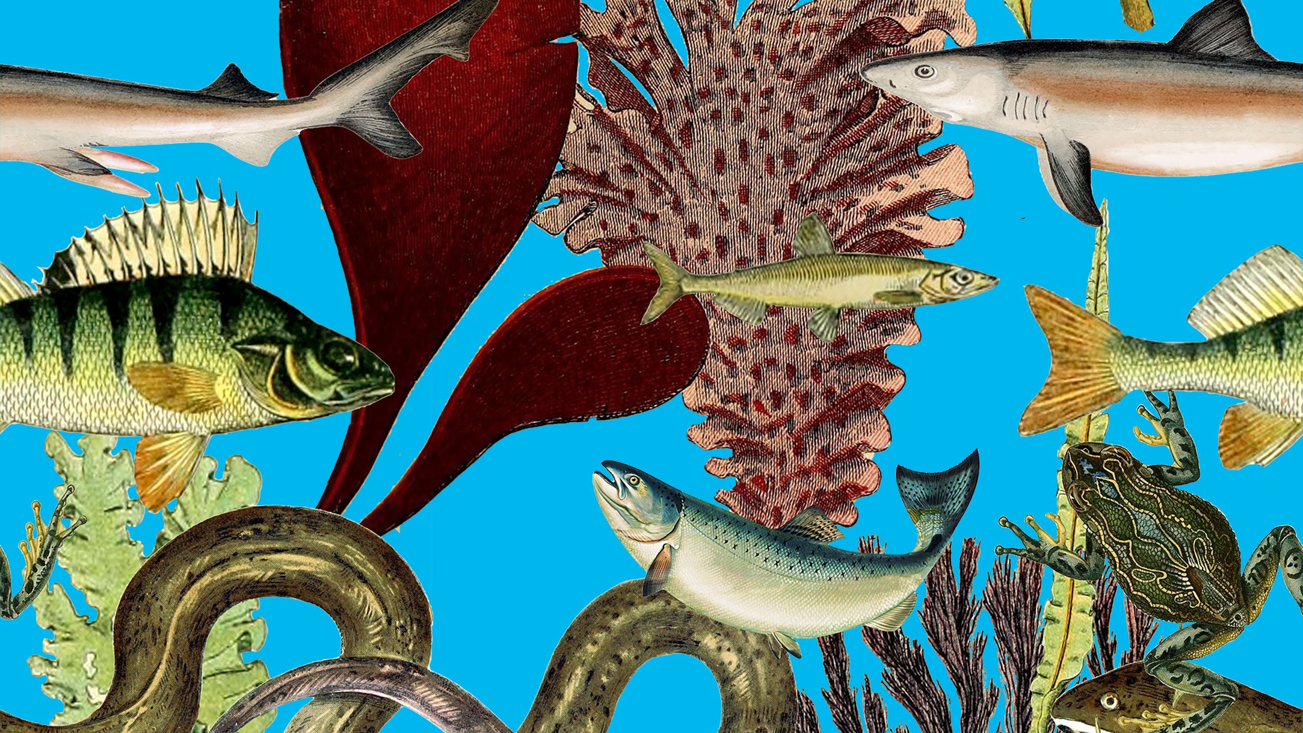 Illustrations of fish, frogs, snakes and other sea creature and plants collaged over a bright blue background