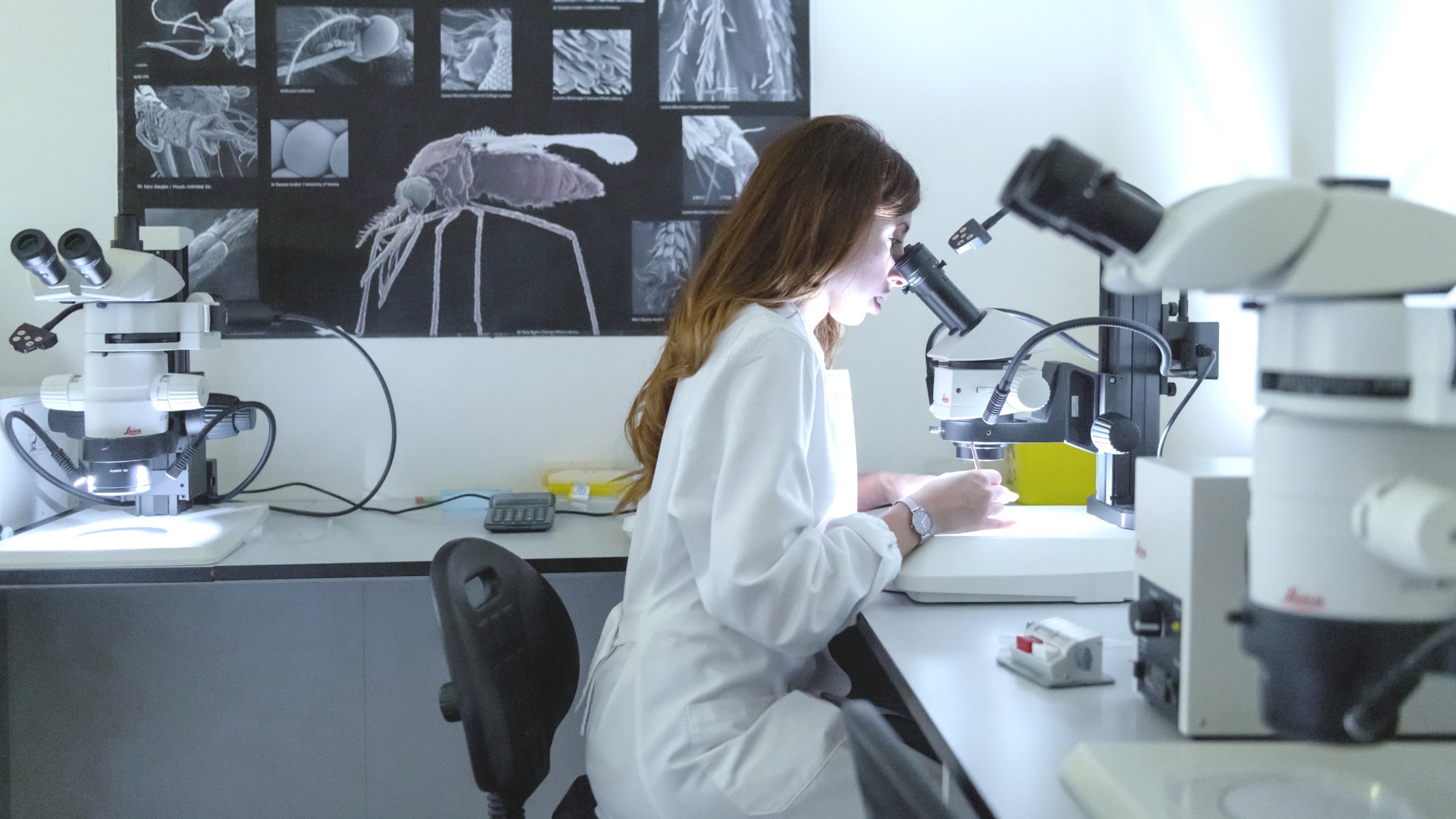Woman looking into a microscope in a lab, with mosquito photos in the background