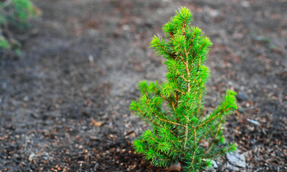 A small young Christmas tree grows out of the ground. 