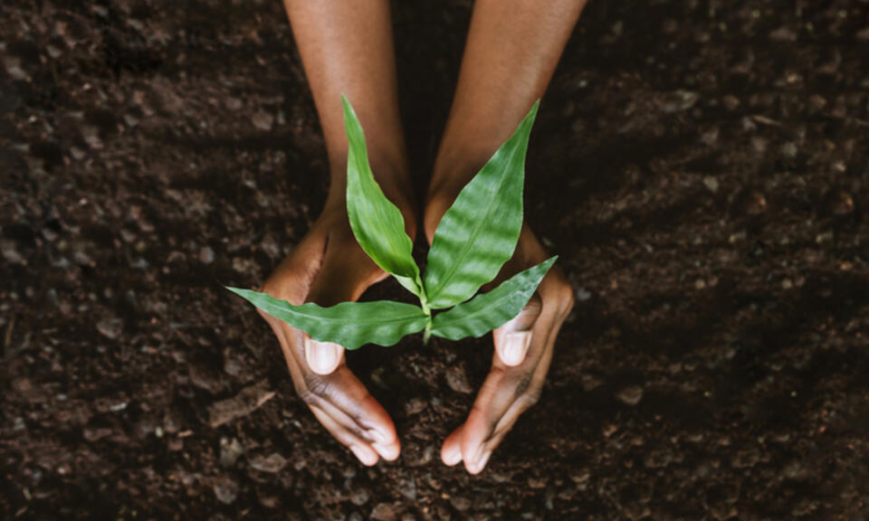 birds-eye-view of two hands of dark complexion, cupped around a small seedling plant after it has been placed in the soil
