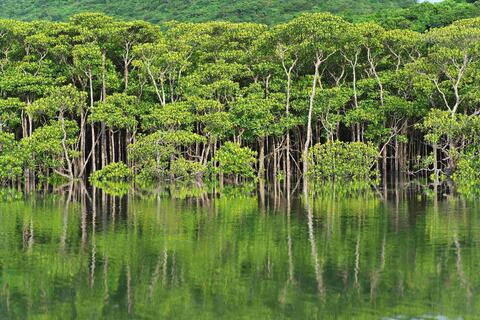 Image of mangroves lining the water, their reflection shown at the bottom of the photograph. The trees are tall, with full foliage