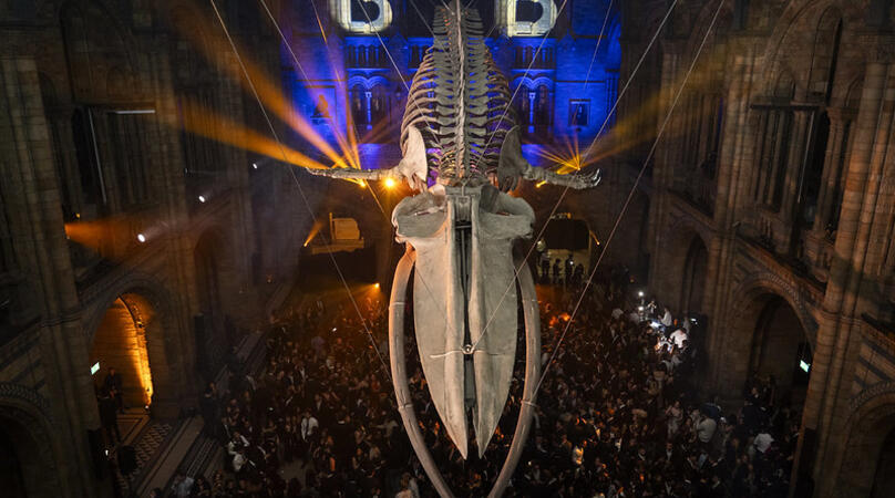Students party under the big whale skeleton