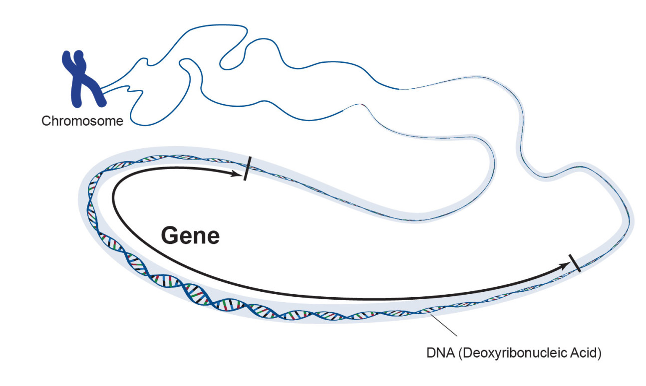 Gene diagram