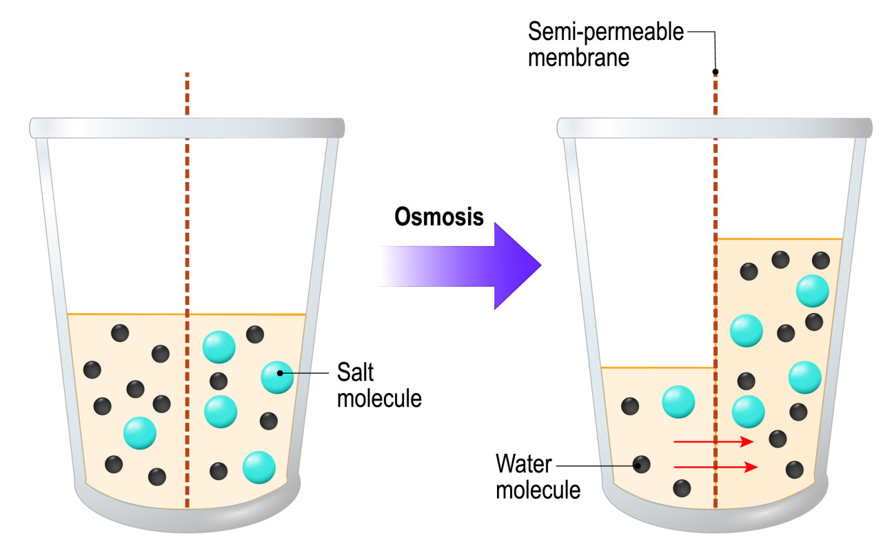 A graphic illustrating osmosis