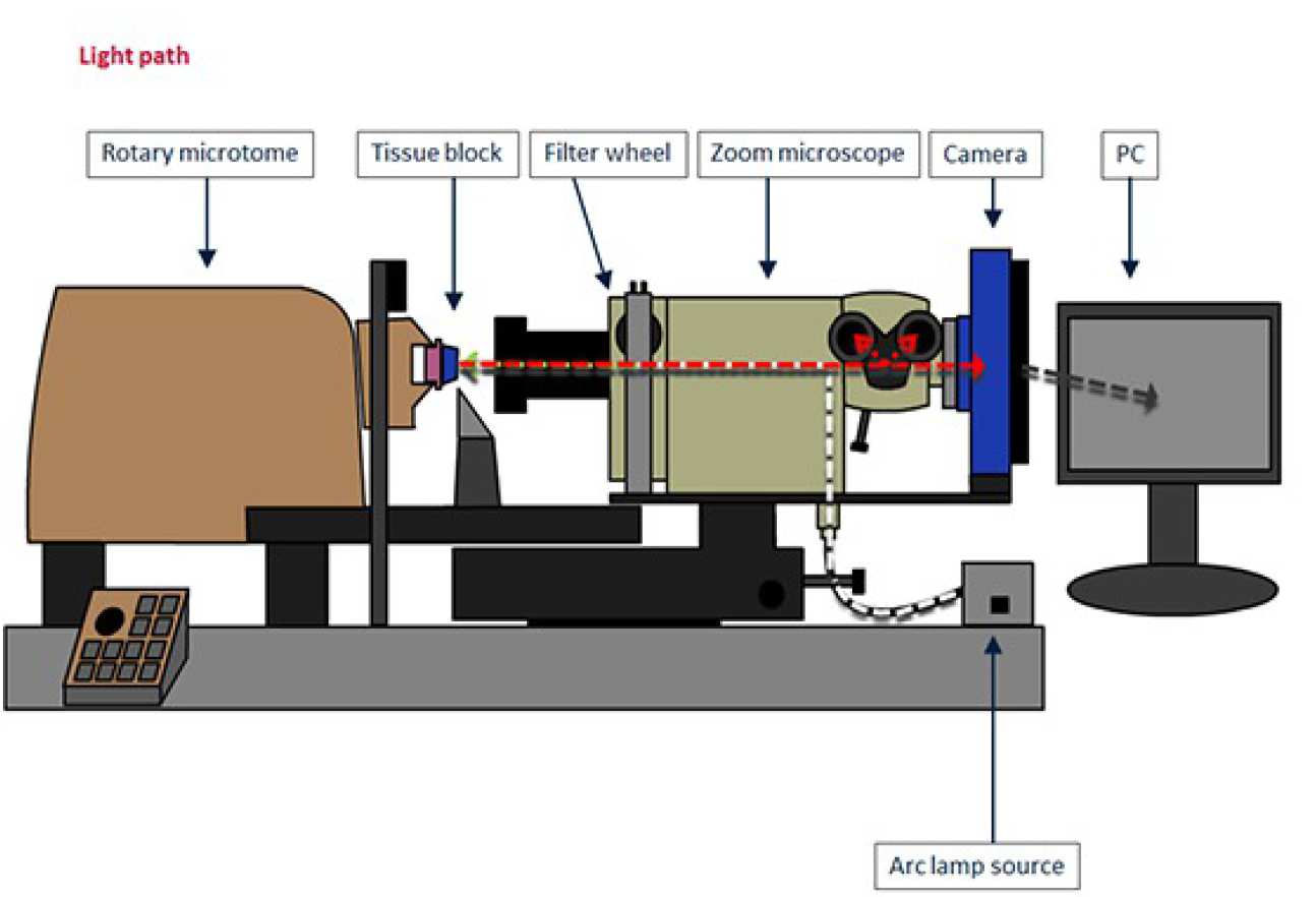  path of light through the Histocutter